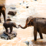 Elephants think deeply about themselves